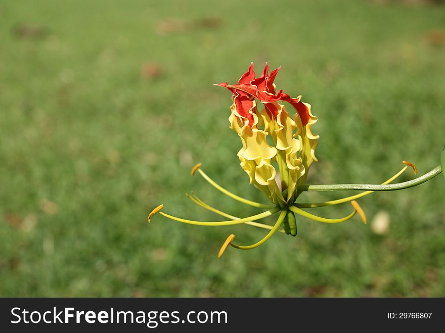 Bloom Flame lily on green grass background