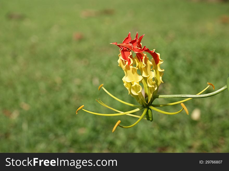 Flame lily