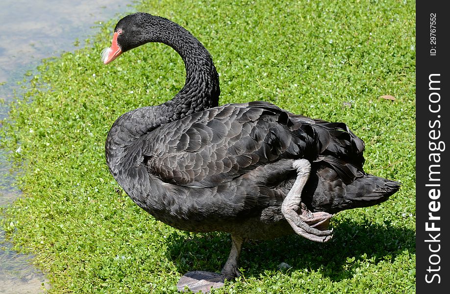 A black swan struts its beautiful stuff, showing details of legs, face, and pumage. A black swan struts its beautiful stuff, showing details of legs, face, and pumage