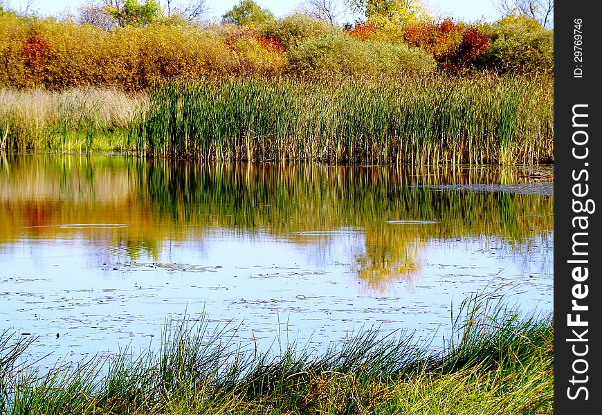 Silence and calm settled at an evening swamp. Silence and calm settled at an evening swamp