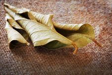 Dry Leaf Abstract Stock Photo