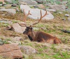 Resting Elk On Tundra Royalty Free Stock Photos Resting Elk On Tundra Royalty Free Stock Photos