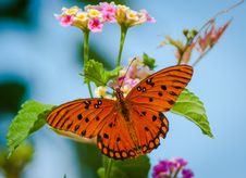 Gulf Frittalary Butterfly On Lantana Royalty Free Stock Images