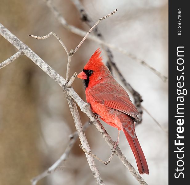 Male northern cardinal, cardinalis cardinalis, on a tree branch. Male northern cardinal, cardinalis cardinalis, on a tree branch