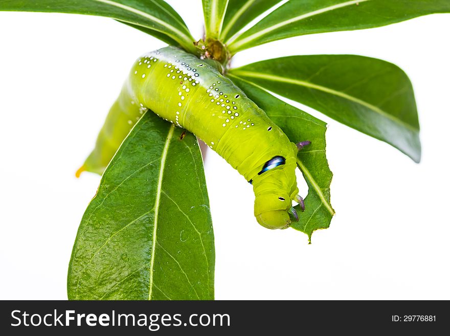 Isolated Green caterpillar eating green leaf. Isolated Green caterpillar eating green leaf