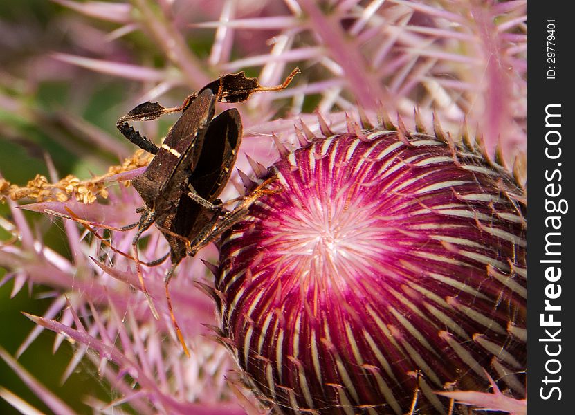 Beetle Procreation on Thistle