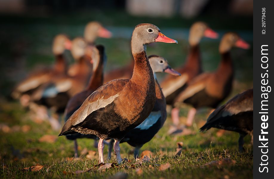 Black-Bellied Whistling Ducks gather in a Louisiana park for the winter