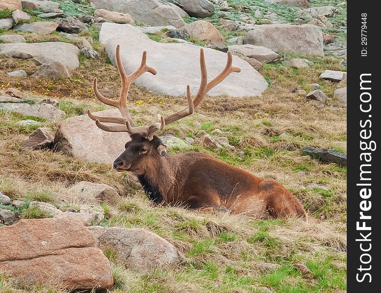 Resting Elk on Tundra