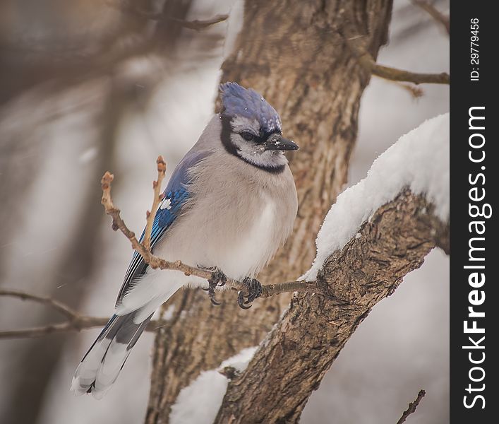 A cold Bluejay braves a snowy day. A cold Bluejay braves a snowy day