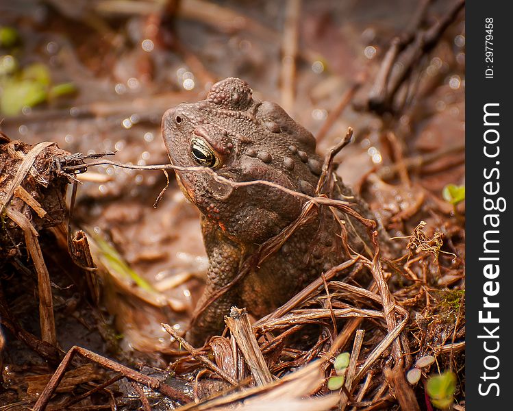 This toad was found despite his camouflage. This toad was found despite his camouflage