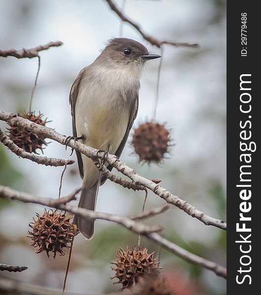 This beautiful Eastern Phoebe posed in a nearby Sweetgum Tree long enough to get this photo. This beautiful Eastern Phoebe posed in a nearby Sweetgum Tree long enough to get this photo