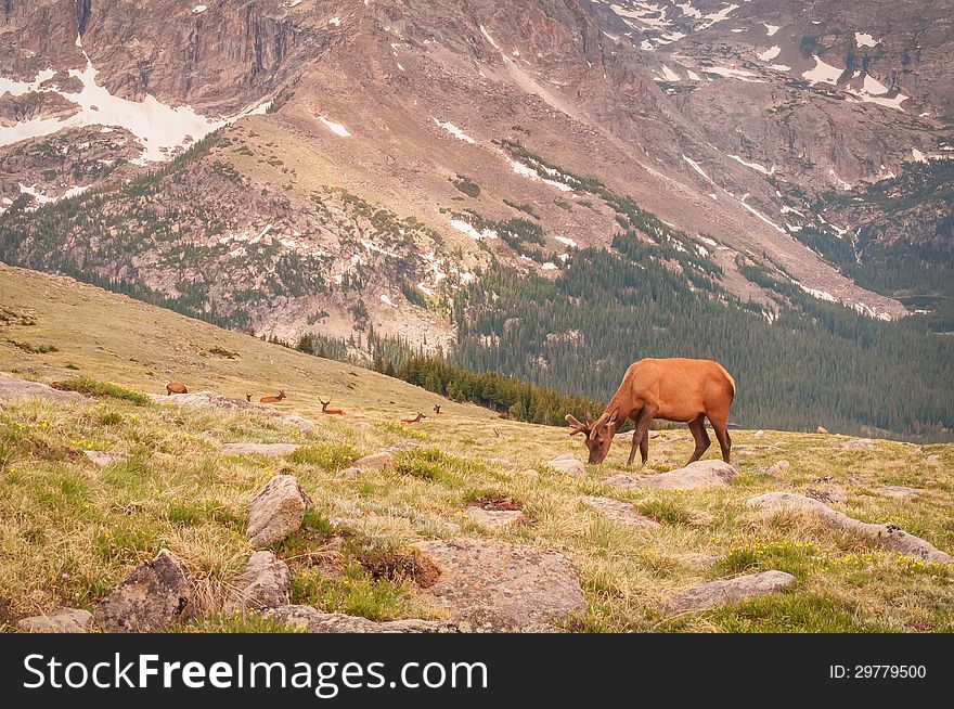 Elk Dot The Tundra Landscape