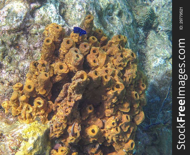 This underwater scene of fish and sea sponges was taken off the island of Dominica. This underwater scene of fish and sea sponges was taken off the island of Dominica