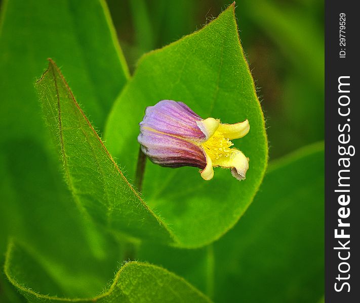 This freshly bloomed Fremont's Leatherflower is an endangered species that grows only in harsh glade environments in Missouri. This freshly bloomed Fremont's Leatherflower is an endangered species that grows only in harsh glade environments in Missouri