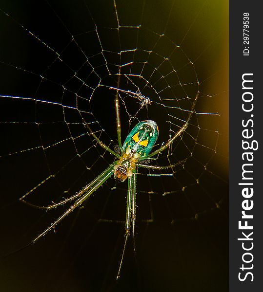 Green Spider In A Web