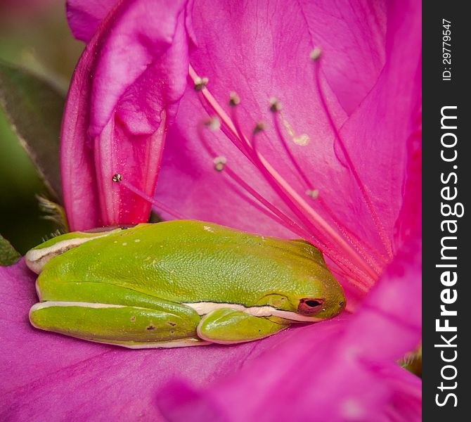 Green Tree Frog Naps In An Azalea