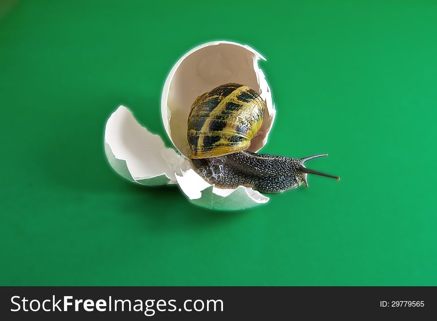 Snail in egg