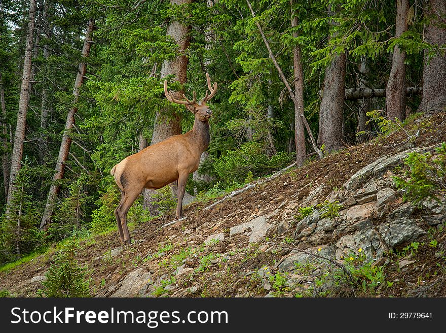 This regal Elk Buck presented himself in Colorado's Rocky Mountain National Park. This regal Elk Buck presented himself in Colorado's Rocky Mountain National Park