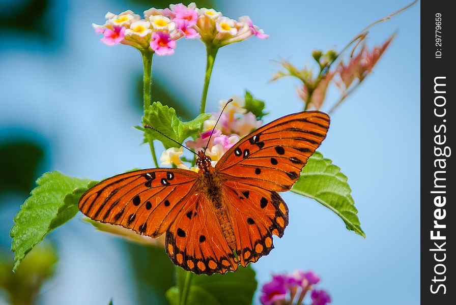 Gulf Frittalary Butterfly On Lantana