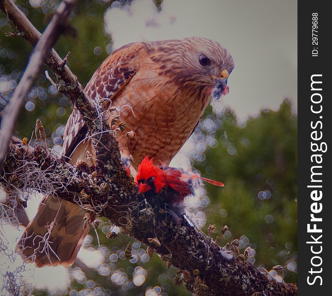 Hawk Eats Northern Cardinal