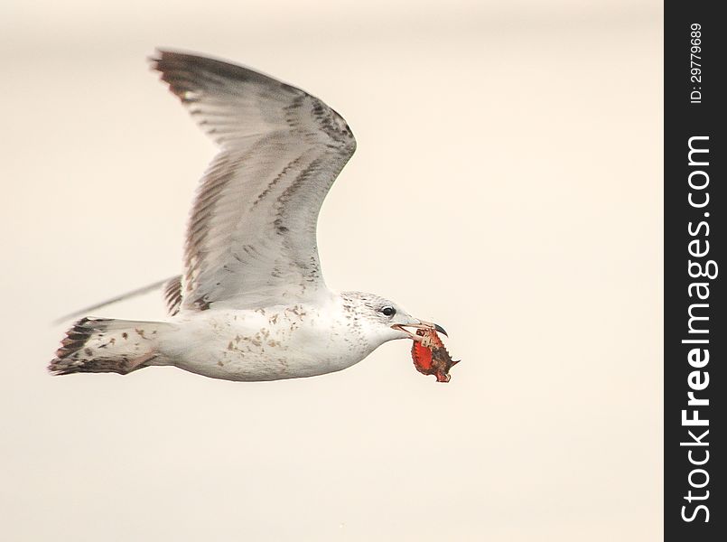 Sea Gull With Crab Catch