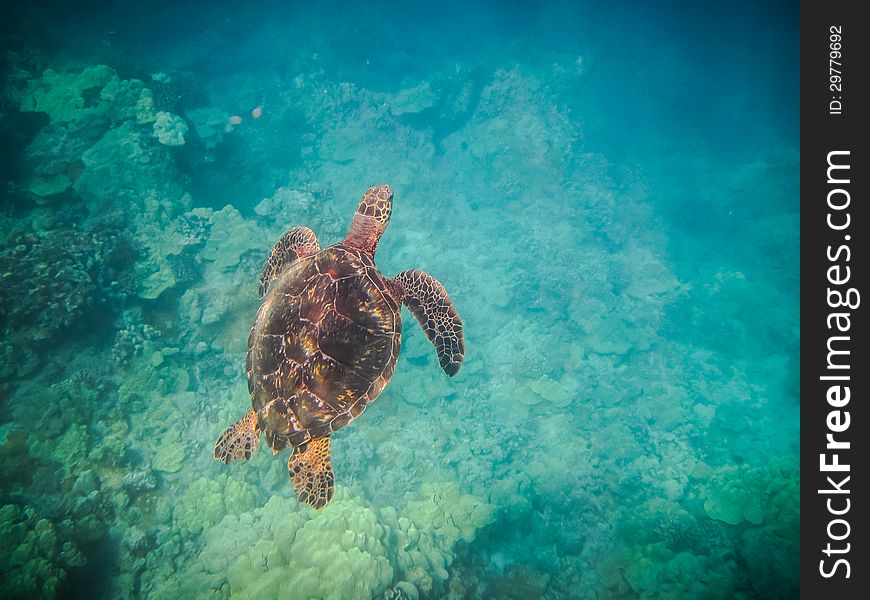 This sea turtle was swimming up for a breathe