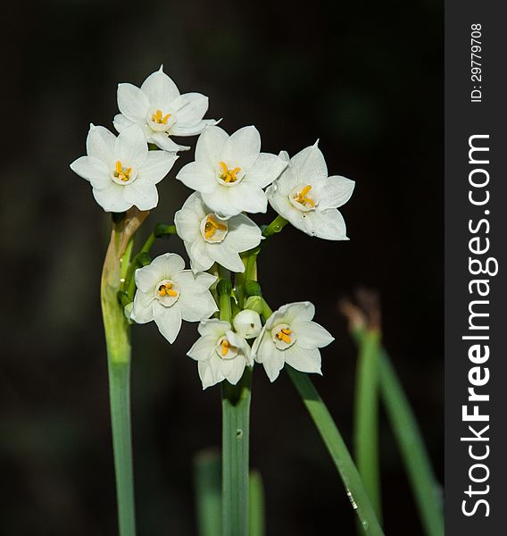 Paperwhites In Spring