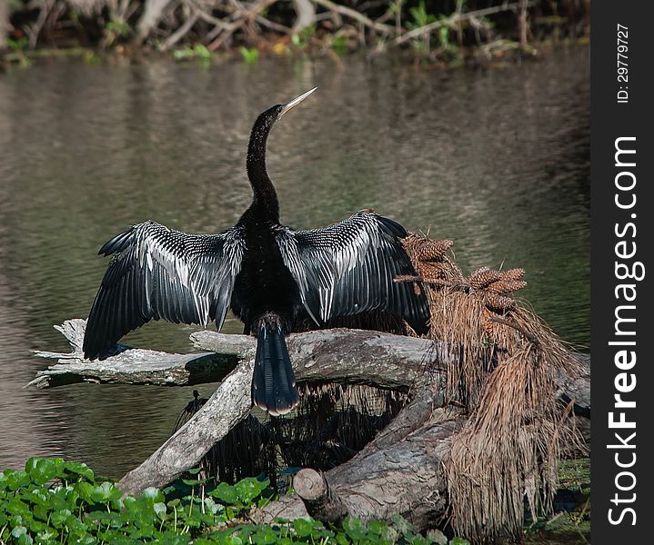 This Anhinga suns on a fallen log in the Abita River in Louisiana. This Anhinga suns on a fallen log in the Abita River in Louisiana