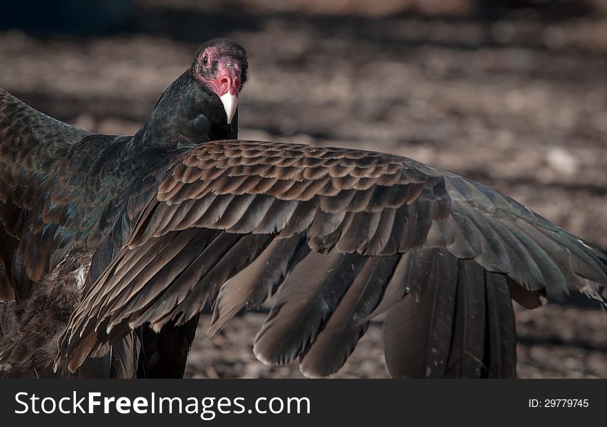 Turkey Vulture Posing