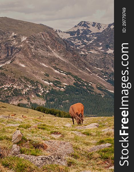 Elk gather on the harsh, Rocky Mountain Tundra to feed and rest. Elk gather on the harsh, Rocky Mountain Tundra to feed and rest