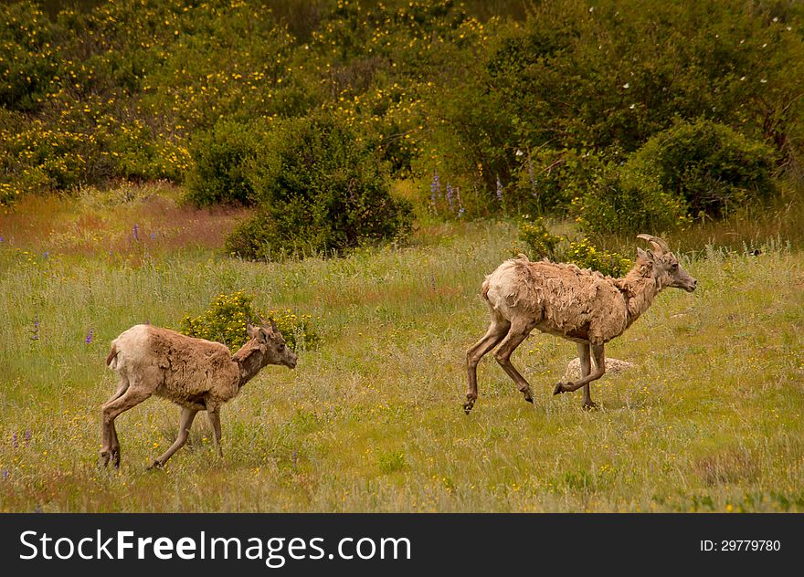 Young Big-Horned Sheep Running In Meadow