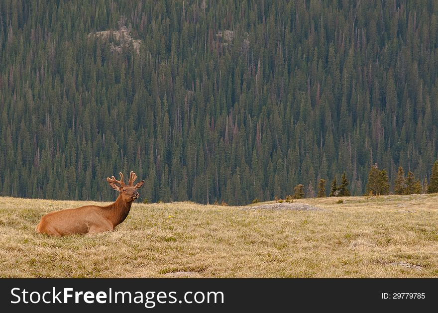 Young Elk Rests on a Hill