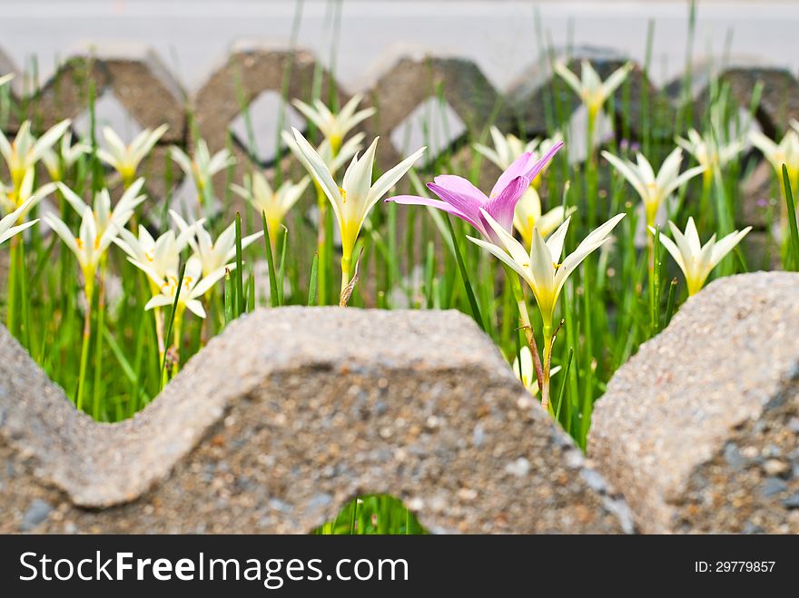 Rain Lily scientific name zephyranthes spp