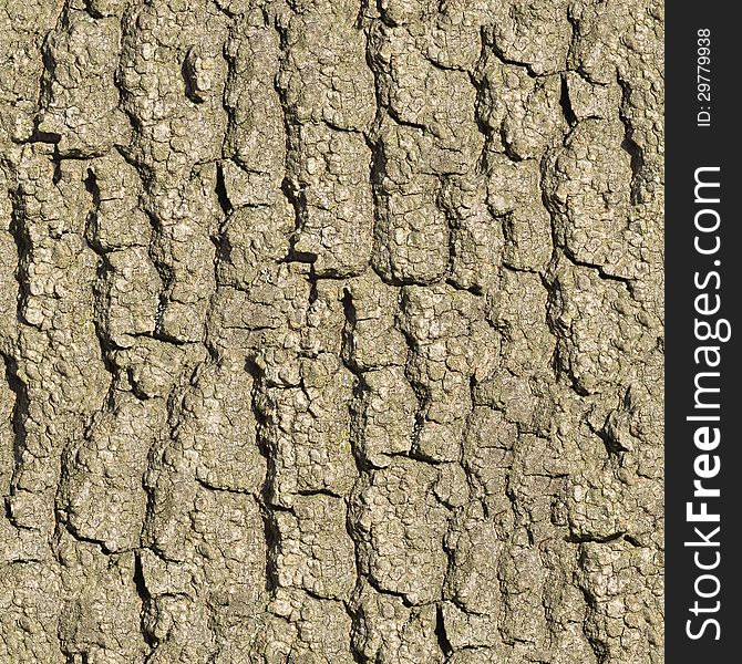 Bark of Old Oak Seamless Tileable Texture. Bark of Old Oak Seamless Tileable Texture.