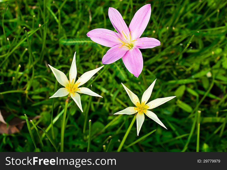 Rain Lily scientific name zephyranthes spp