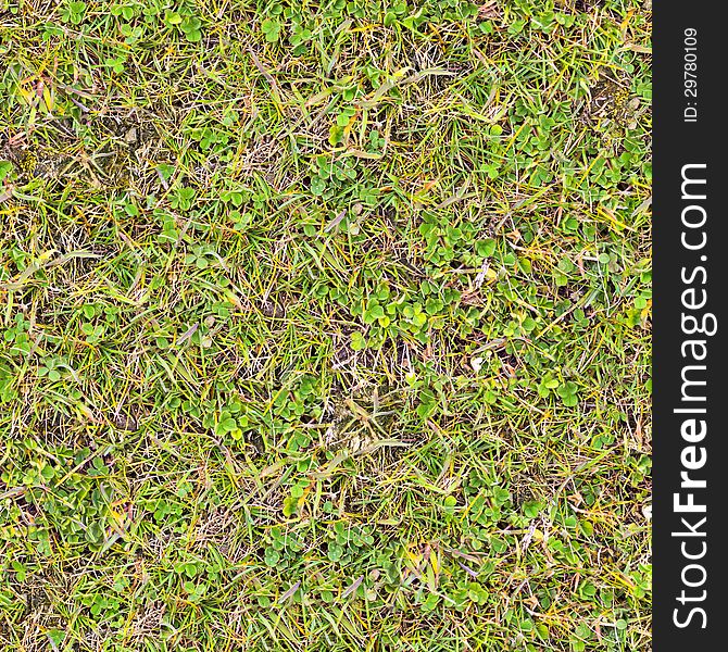 Grass. Seamless Texture.