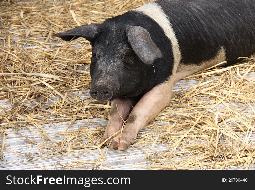 A Saddleback Pig Laying on a Wooden Floor with Straw. A Saddleback Pig Laying on a Wooden Floor with Straw.