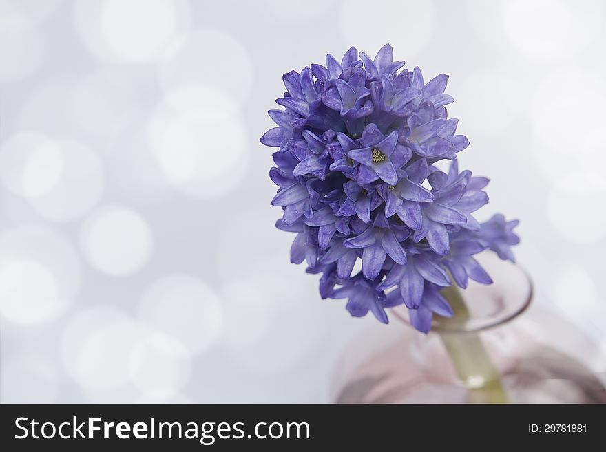 Hyacinth flowers on the light blue background. Hyacinth flowers on the light blue background.