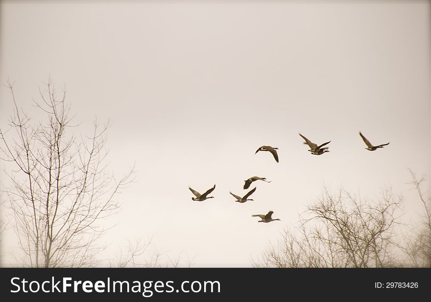 Flying geese over Indianapolis sky during March.