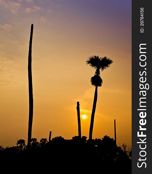 Silhouette of Sugar palm on sunset background. Silhouette of Sugar palm on sunset background