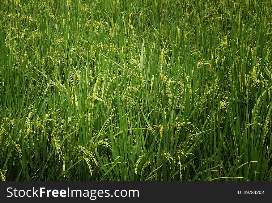 The view of rice paddy field. The view of rice paddy field