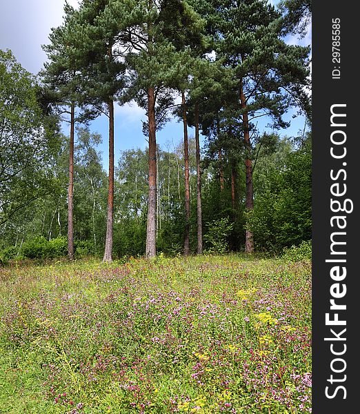 A bed of wild marjoram in a woodland glade with pine trees