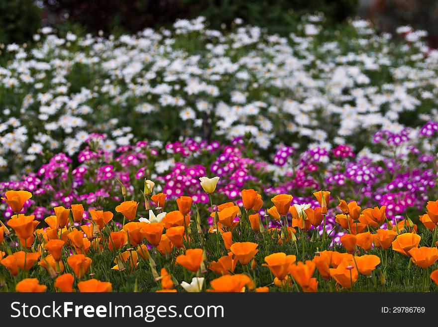 Poppy and Other flowers.