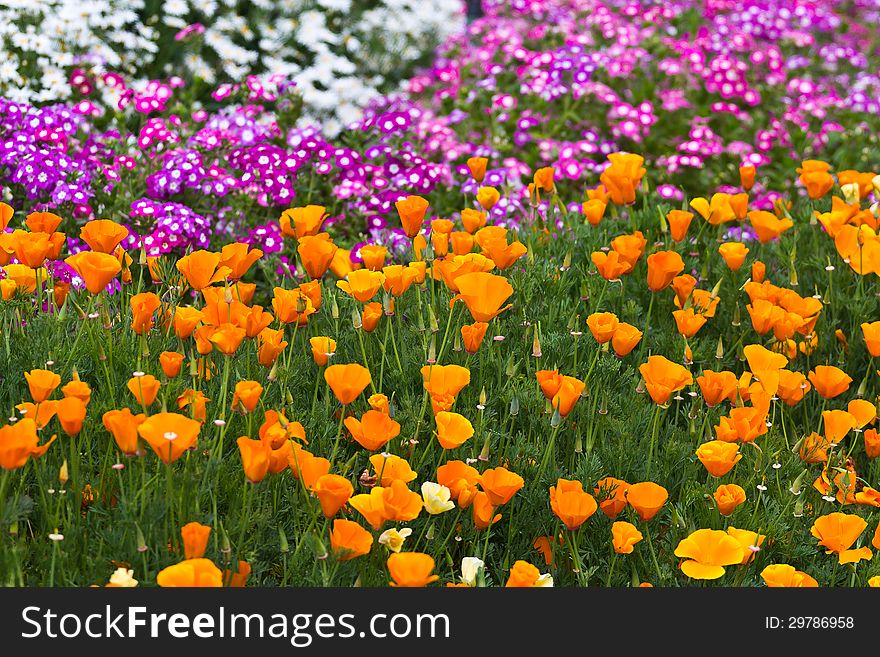 Poppy and Other flowers.flower at the north of Thailand.