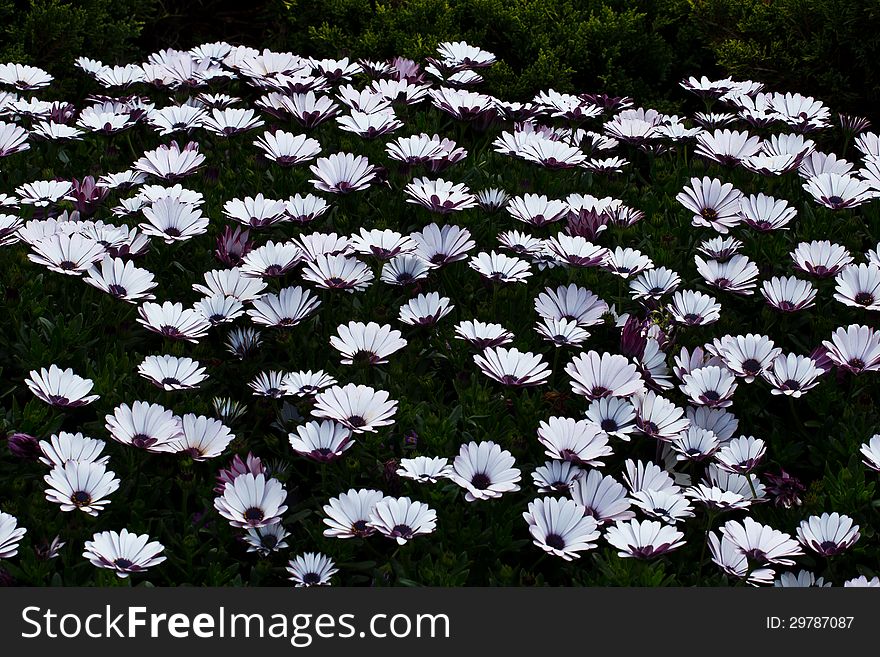 Flower garden in thailand.flower at the north of Thailand.