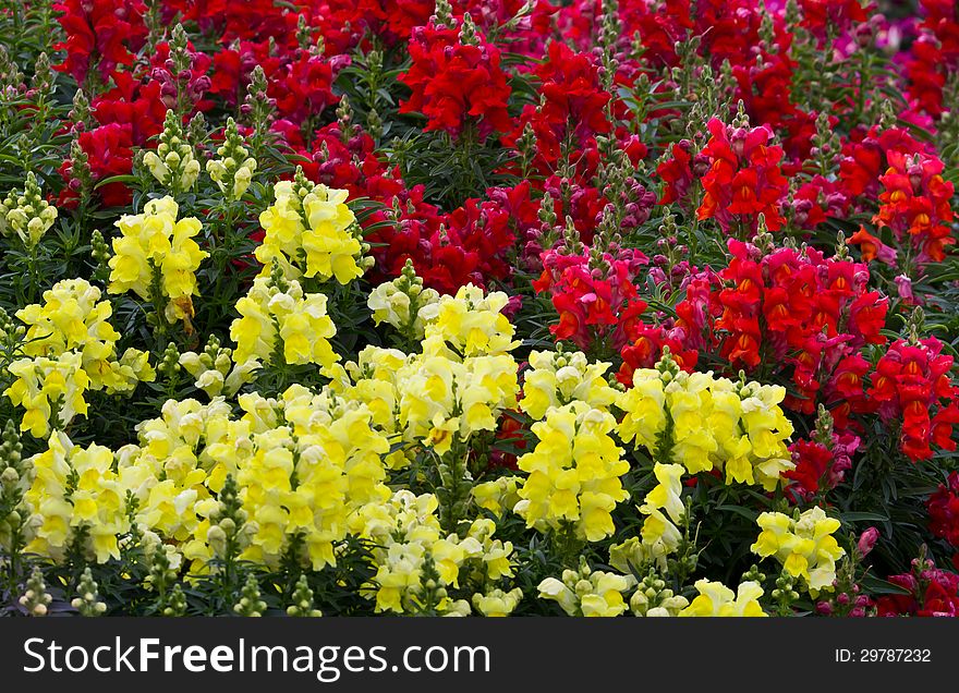 Flower garden in thailand.flower at the north of Thailand.