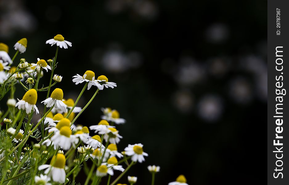 Flower garden