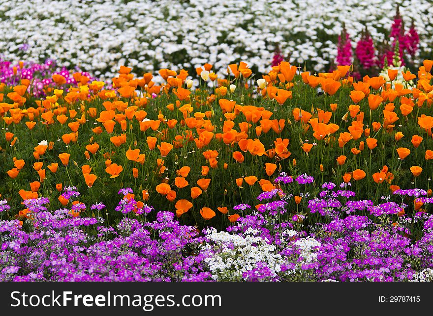 Flower garden in thailand.flower at the north of Thailand.