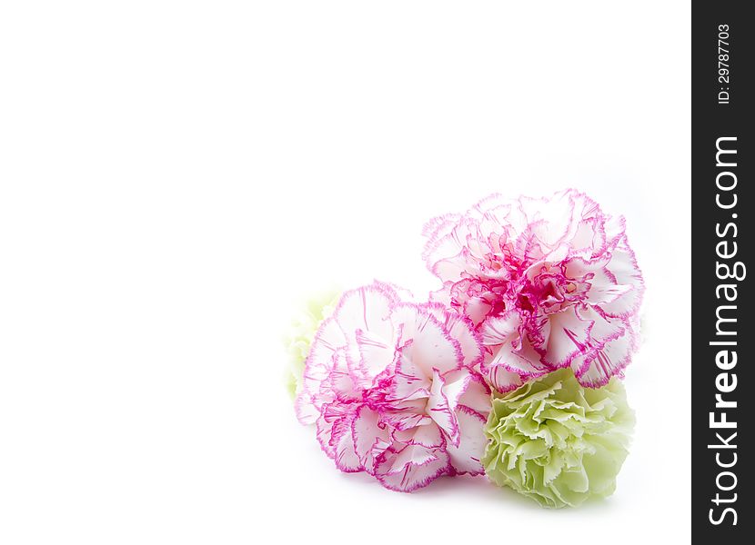 Gillyflowers isolated on white background with copy space