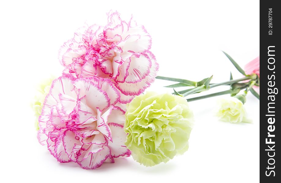 Bunch of gillyflowers isolated on white background